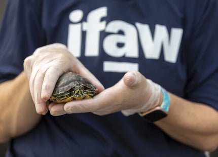 Nonprofit and Charity Website Design Service